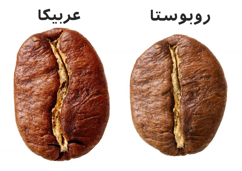 تفاوت دان قهوه عربیکا و روبوستا