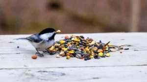 راهنمای کامل غذای پرندگان