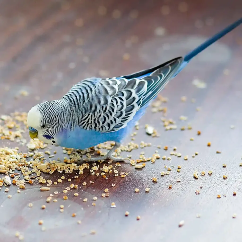 دانه ها و غذاهای مرغ عشق