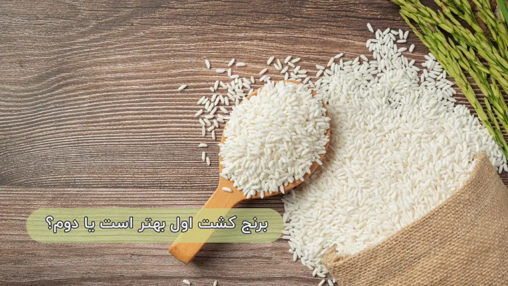 برنج کشت اول یا کشت دوم؟